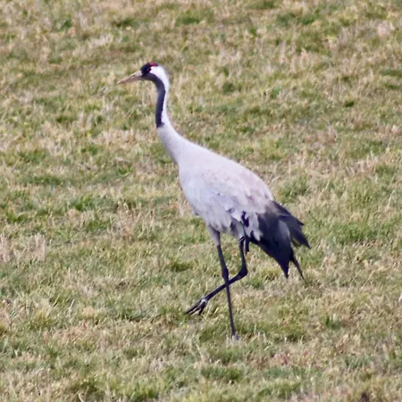 Zur Biberburg * Friedrichswalde