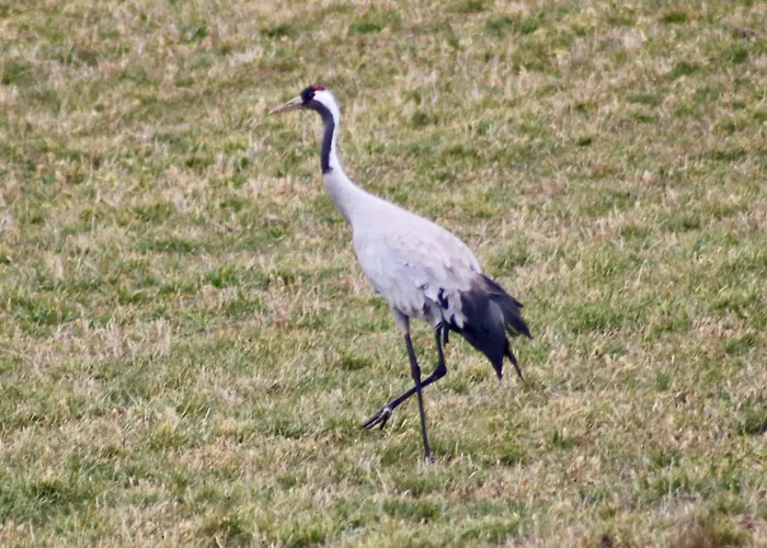 Zur Biberburg * Friedrichswalde